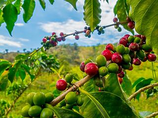 Az Angolából származó kávé visszatér a világpiacra