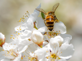 Precizitás, csapatjáték, gondoskodás - méhek napja április 30-án