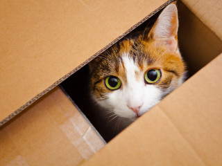 Schrödinger kísérlete, avagy túléli-e egy élőlény a postai feladást?