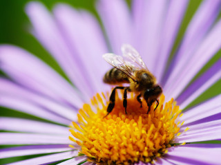 Alapélelmiszerek, amelyek eltűnnének a méhek segítsége nélkül