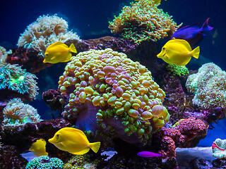 Csaknem az összes korallzátony eltűnik a következő 20 évben