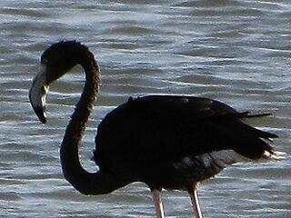 Cipruson ismét ott a világ egyetlen fekete flamingója
