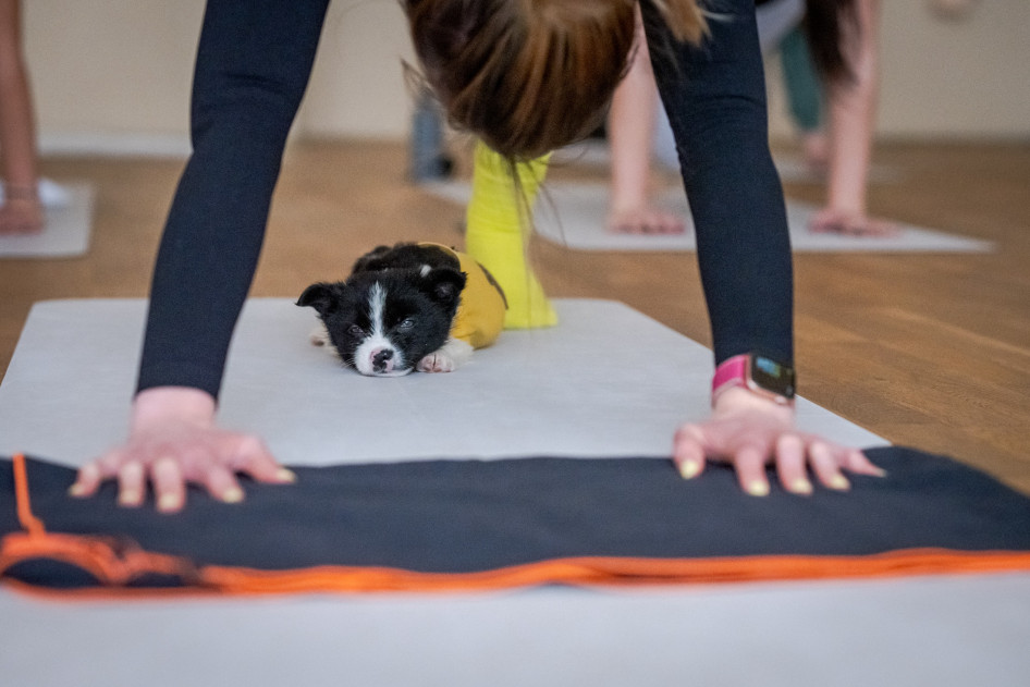 Puppy Yoga