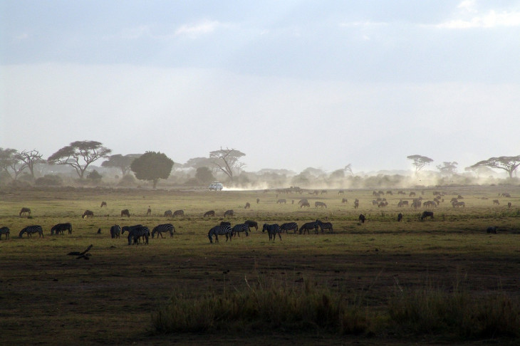 Minden Kenyába érkező turistáknak ezután 20 kenyai shillingért kell vásárolnia egy facsemetét
