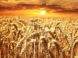 Padlón Ukrajna mezőgazdasága