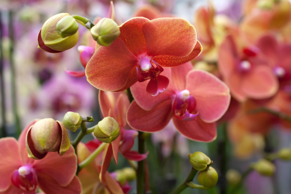 Korall phalaenopsis orchidea