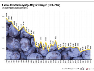 Az idei szilvatermést sem tehetjük ki az ablakba