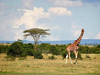 Óvatosságra inti a külügy a Kenyába utazókat