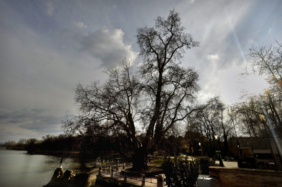 A 2015-ös év európai fája verseny második helyezettje, a tatai nagy platán a Tatai tó partján (MTI Fotó: Máthé Zoltán)