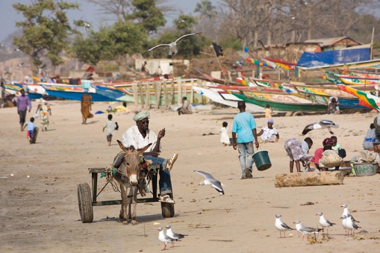 Gambiai életkép, fotó: wikimedia