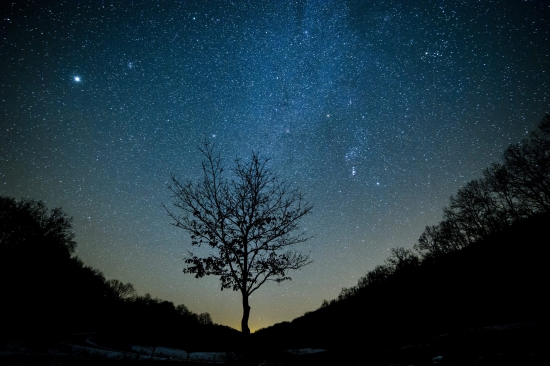A Tejút látszik az égbolton egy fa felett Felsőtárkány közeléből fotózva (MTI Fotó: Komka Péter)