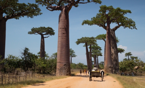 Hét endemikus baobafafajt (majomkenyérfa) figyelhetünk meg Madagaszkáron/Depositphotos