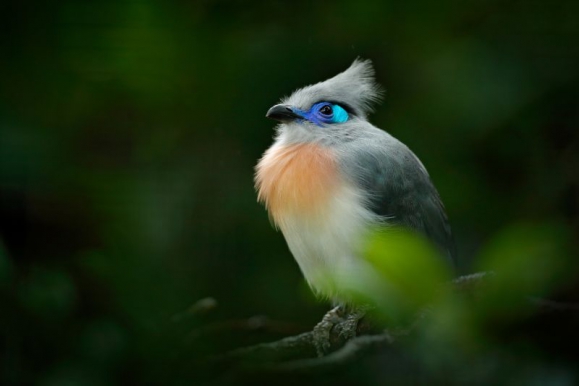 Ez a madár csak Madagaszkáron látható / Fotó: Depositphotos