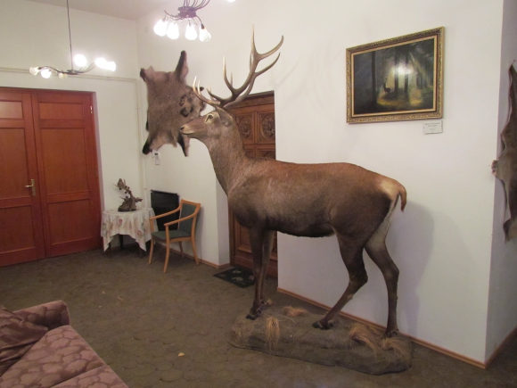 Szarvas a vadászmúzeumban (Fotó: Mentusz Károly)