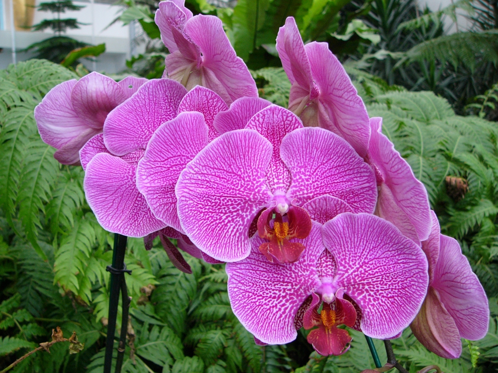 Ocean Orchids