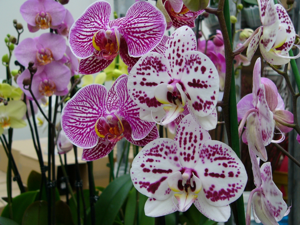 a legdivatosabb orchideák