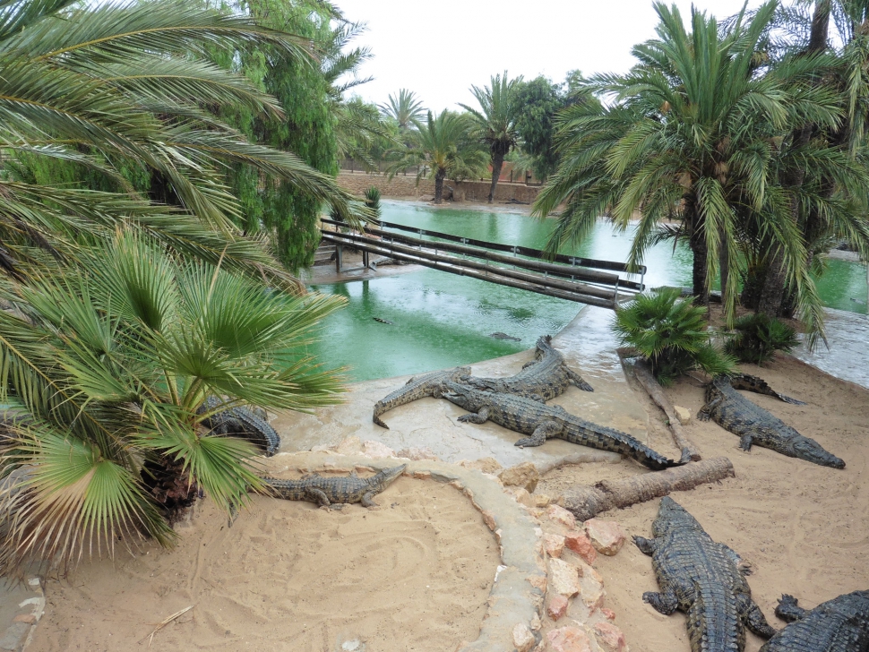 Mintegy hatszáz nílusi krokodil él a kalandparkban kialakított rezervátumban